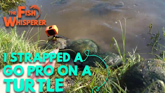 I Strapped a GoPro On a Turtle