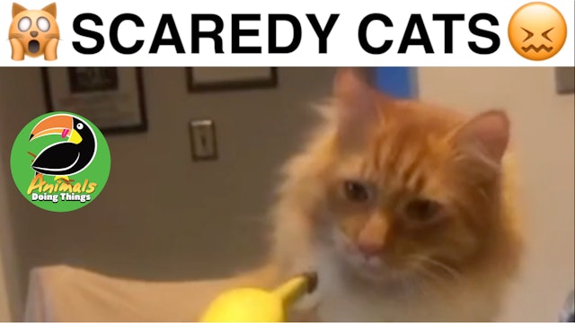 Animals Doing Things | Scaredy Cats 