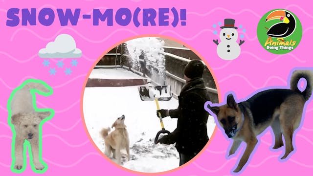 Animals Doing Things | Snow-mo(re)!
