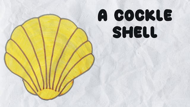 Learn to Draw A Cockle Shell