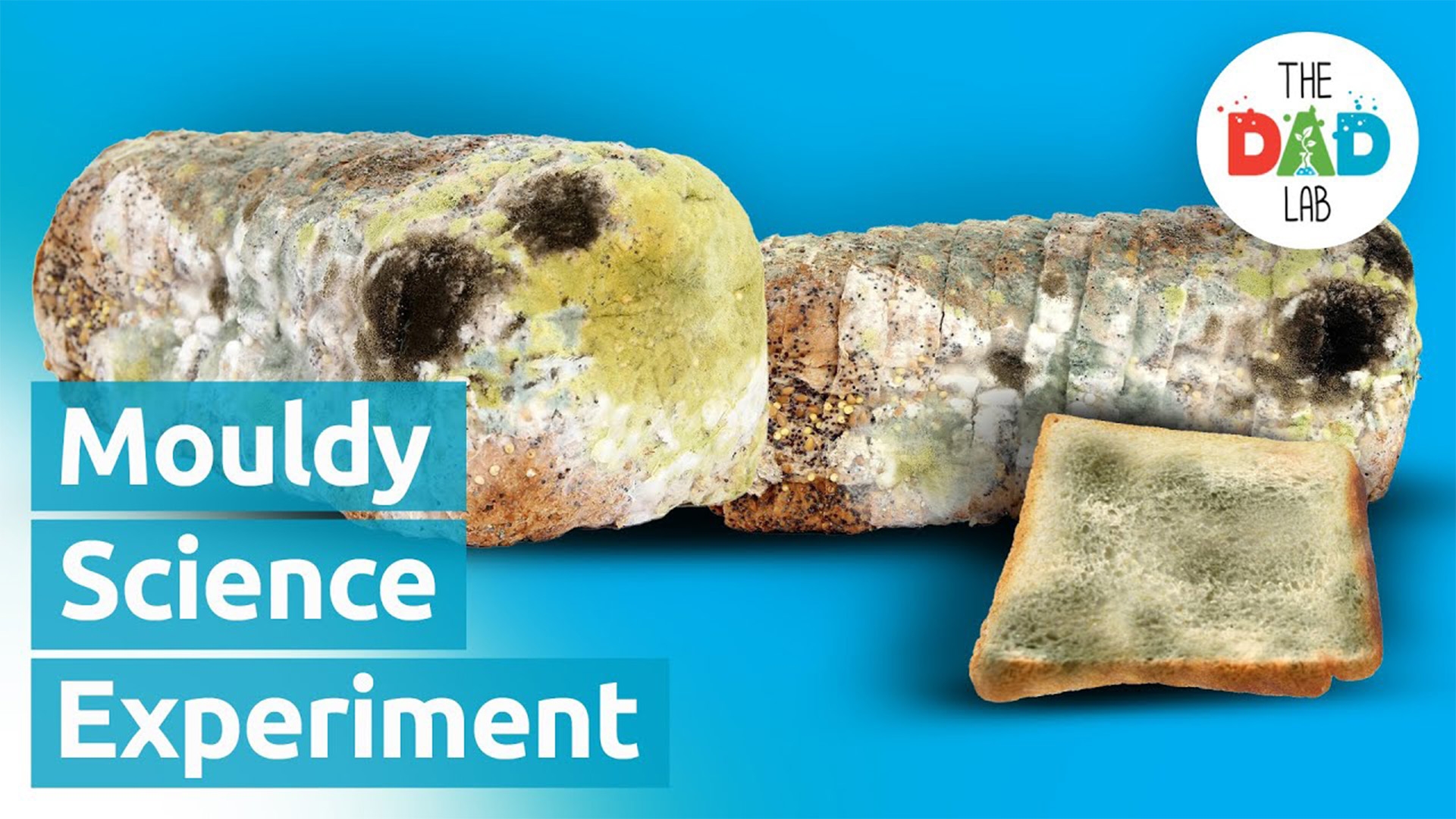Mouldy Bread Science Experiment