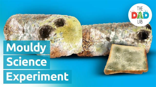 Mouldy Bread Science Experiment