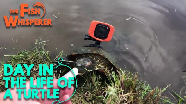 Day in the Life of a Turtle