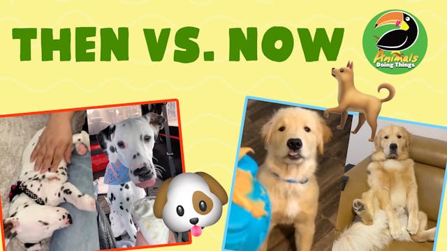 Animals Doing Things | Then vs. Now