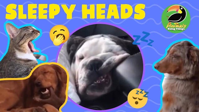 Animals Doing Things | Sleepy Heads