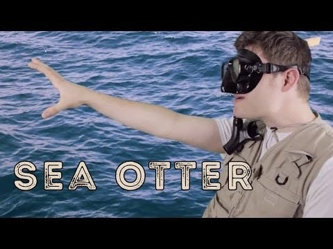 Sea Otter - Animal Facts 