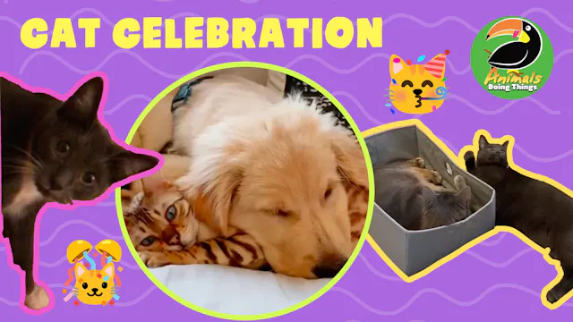 Animals Doing Things | Cat Celebration