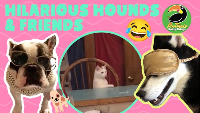 Animals Doing Things | Hilarious Hounds and Friends