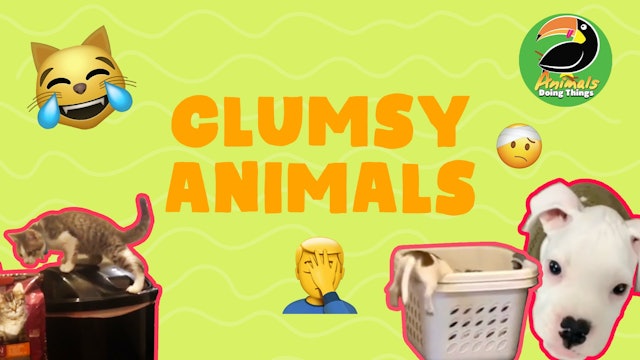 Animals Doing Things | Clumsy Animals 