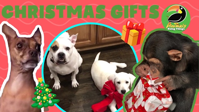 Animals Doing Things | Christmas Gifts