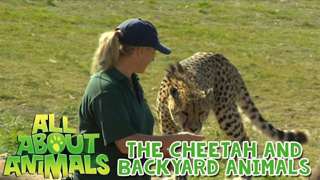 The Cheetah and Backyard Animals