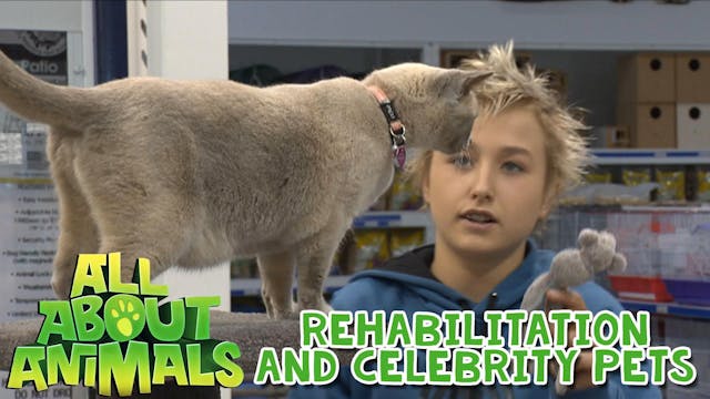 Rehabilitation and Celebrity Pets