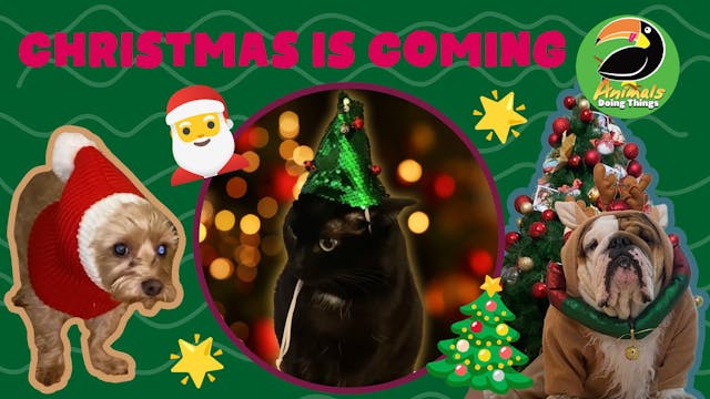 Animals Doing Things | Christmas is C...