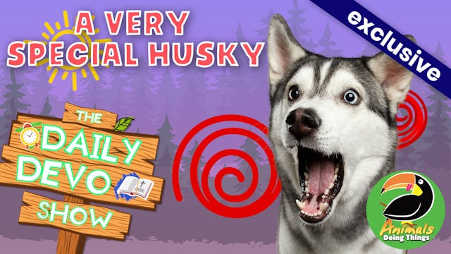 #365 - A Very Special Husky 