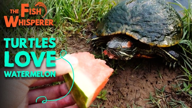 Turtles Love Watermelon!