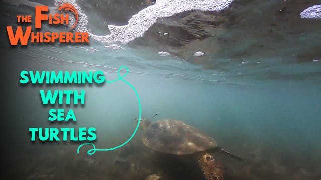 Swimming With Sea Turtles!