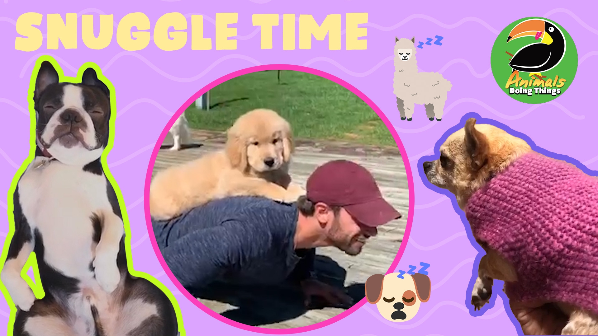 Animals Doing Things | Snuggle Time