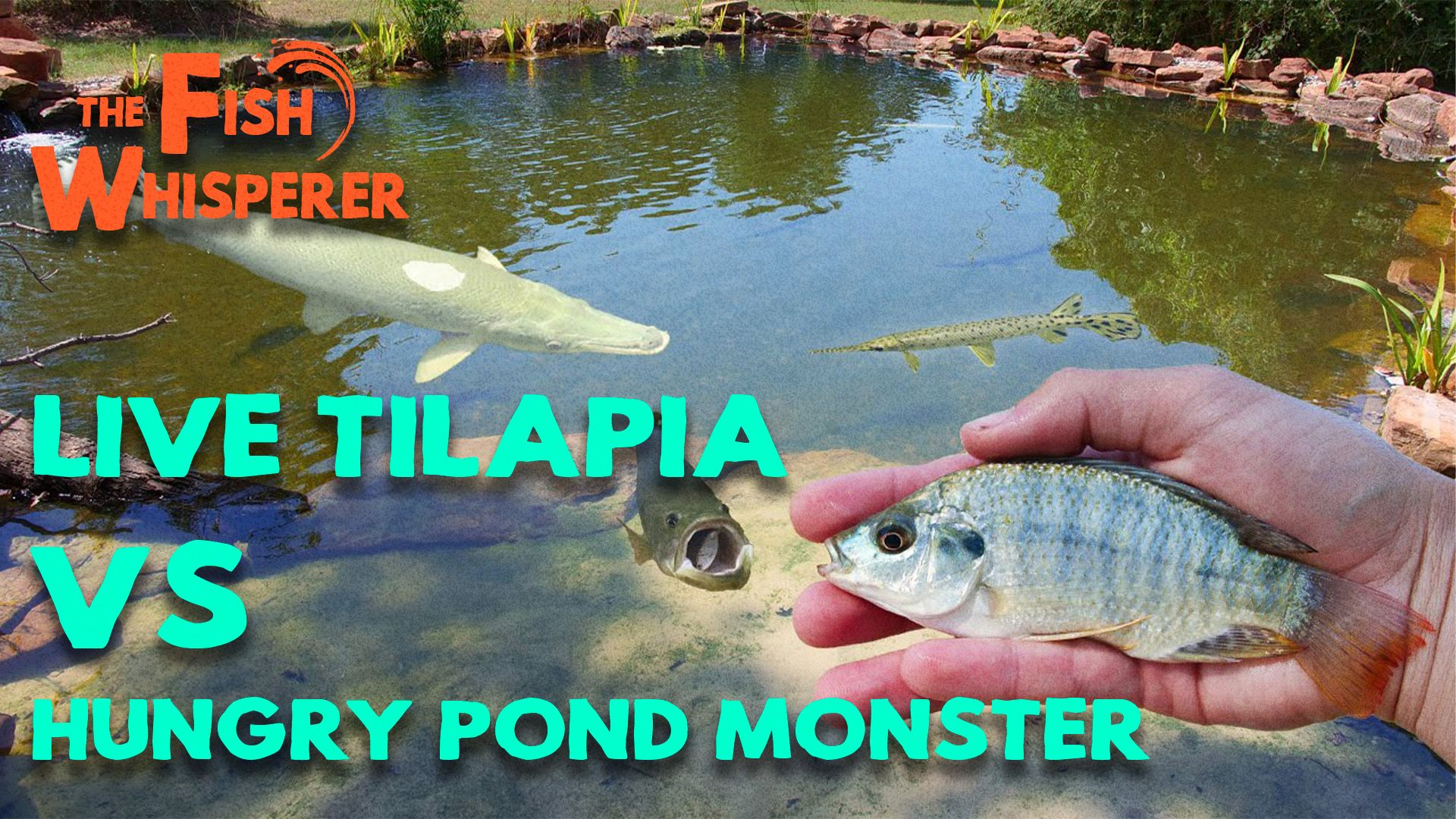 Live Tilapia VS. Hungry Pond Monsters!