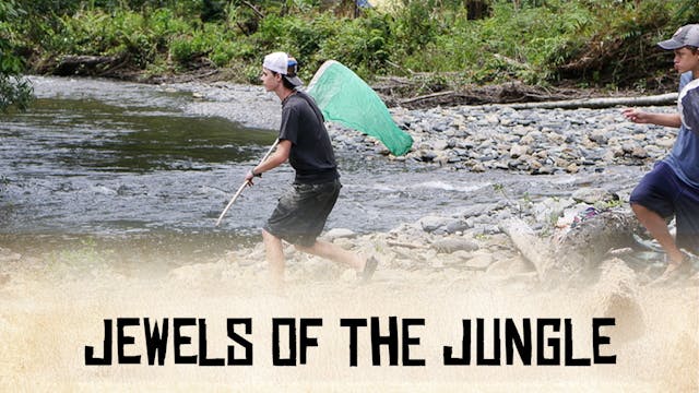 Jewels of the Jungle