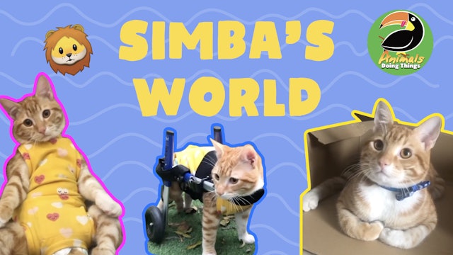 Animals Doing Things | Simba's World 