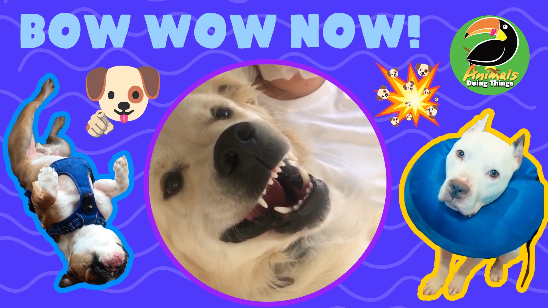 Animals Doing Things | Bow Wow NOW!