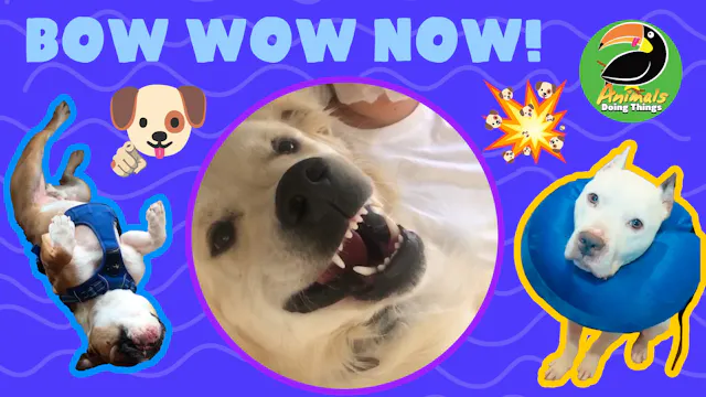 Animals Doing Things | Bow Wow NOW!