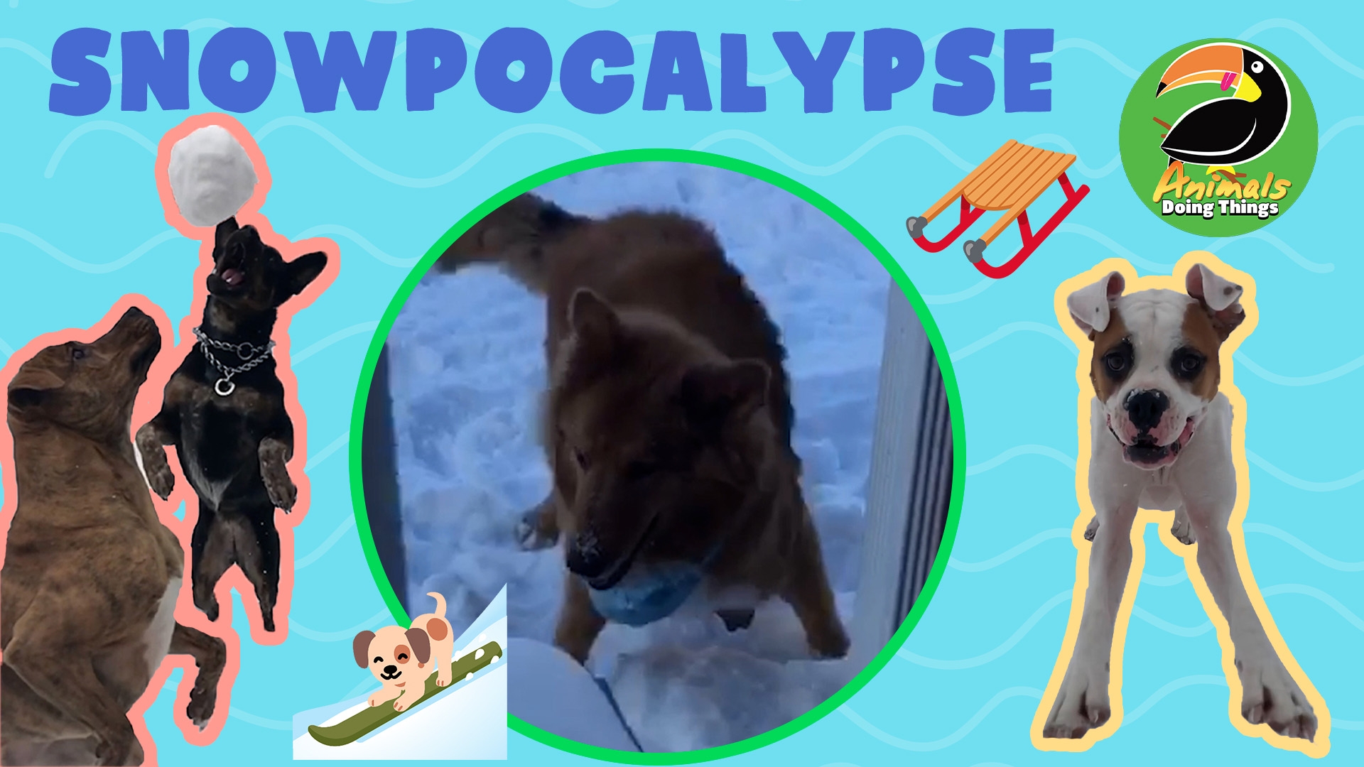 Animals Doing Things | Snowpocalypse 2