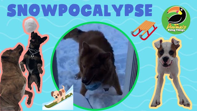Animals Doing Things | Snowpocalypse 2