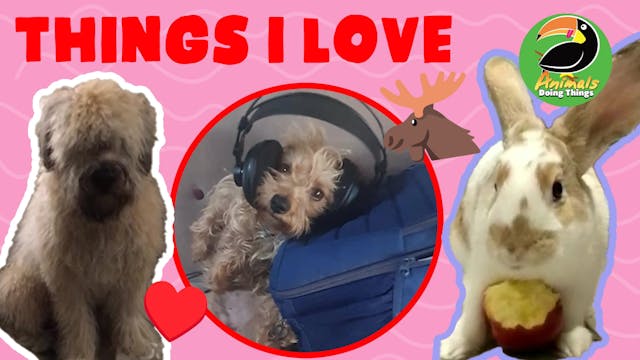 Animals Doing Things | Things I Love