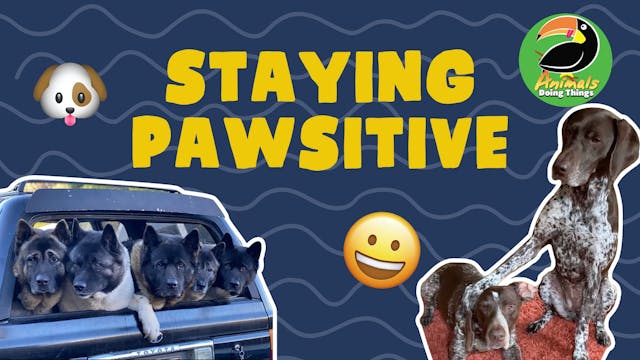 Animals Doings Things | Staying Pawsi...