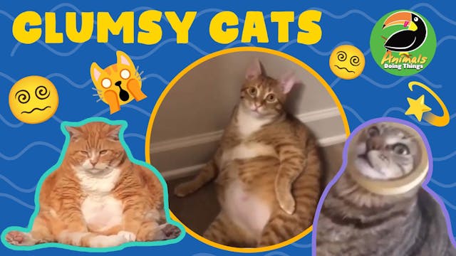 Animals Doing Things | Clumsy Cats