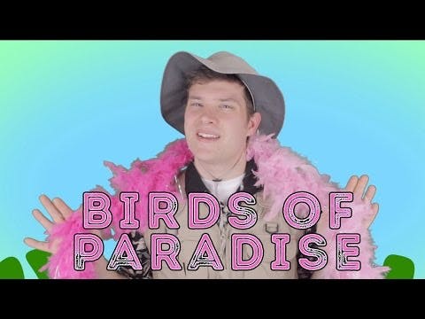 Birds of Paradise - Animal Facts 