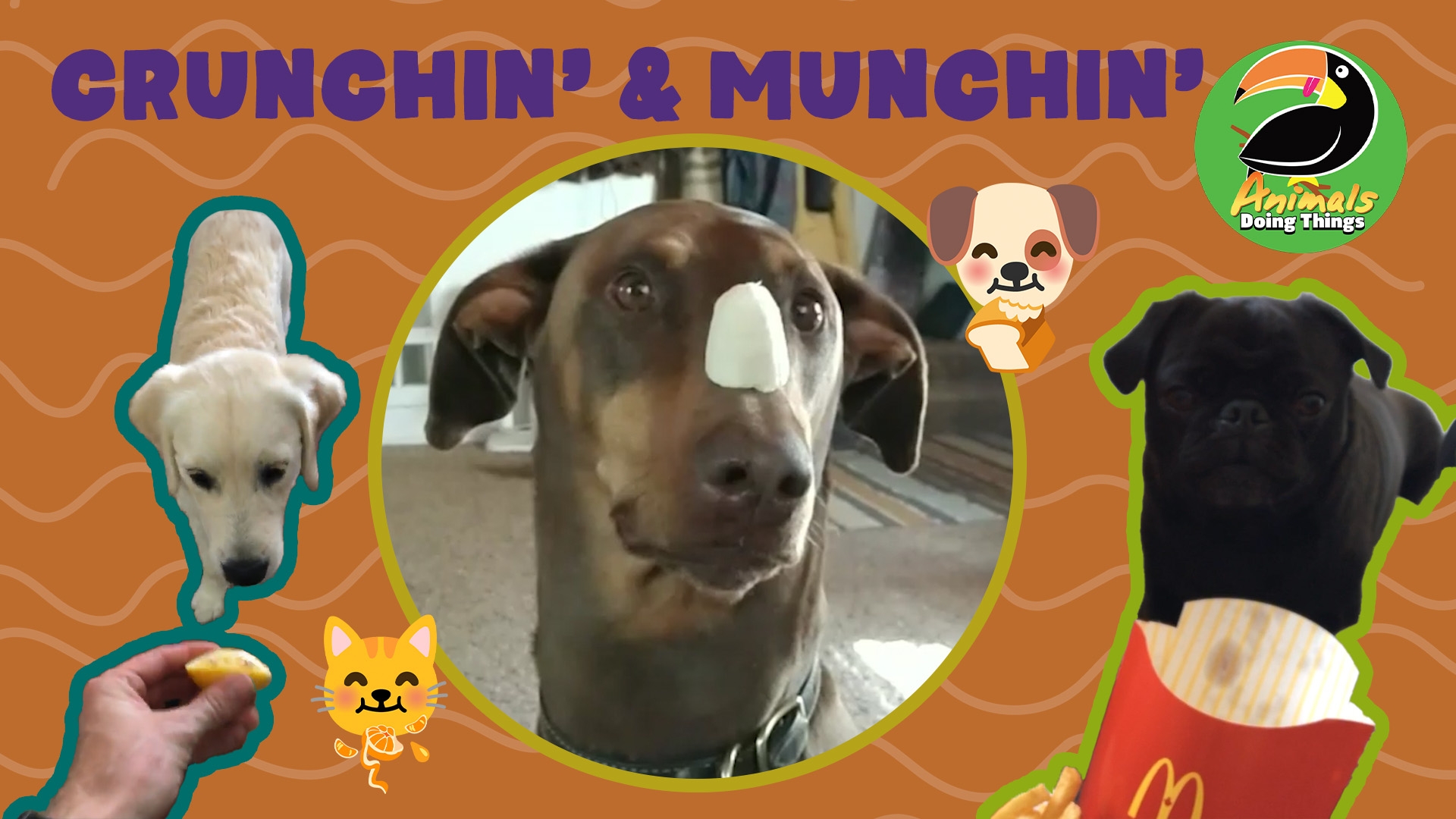 Animals Doing Things | Crunchin' & Munchin'