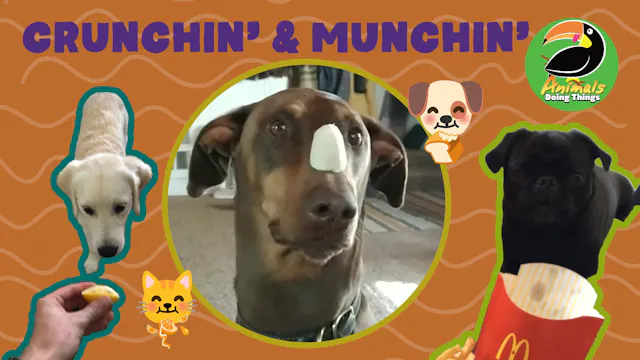 Animals Doing Things | Crunchin' & Mu...