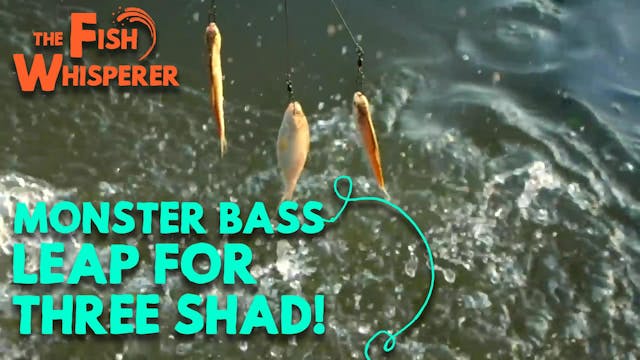 Monster Bass Leap For Three Shad at O...