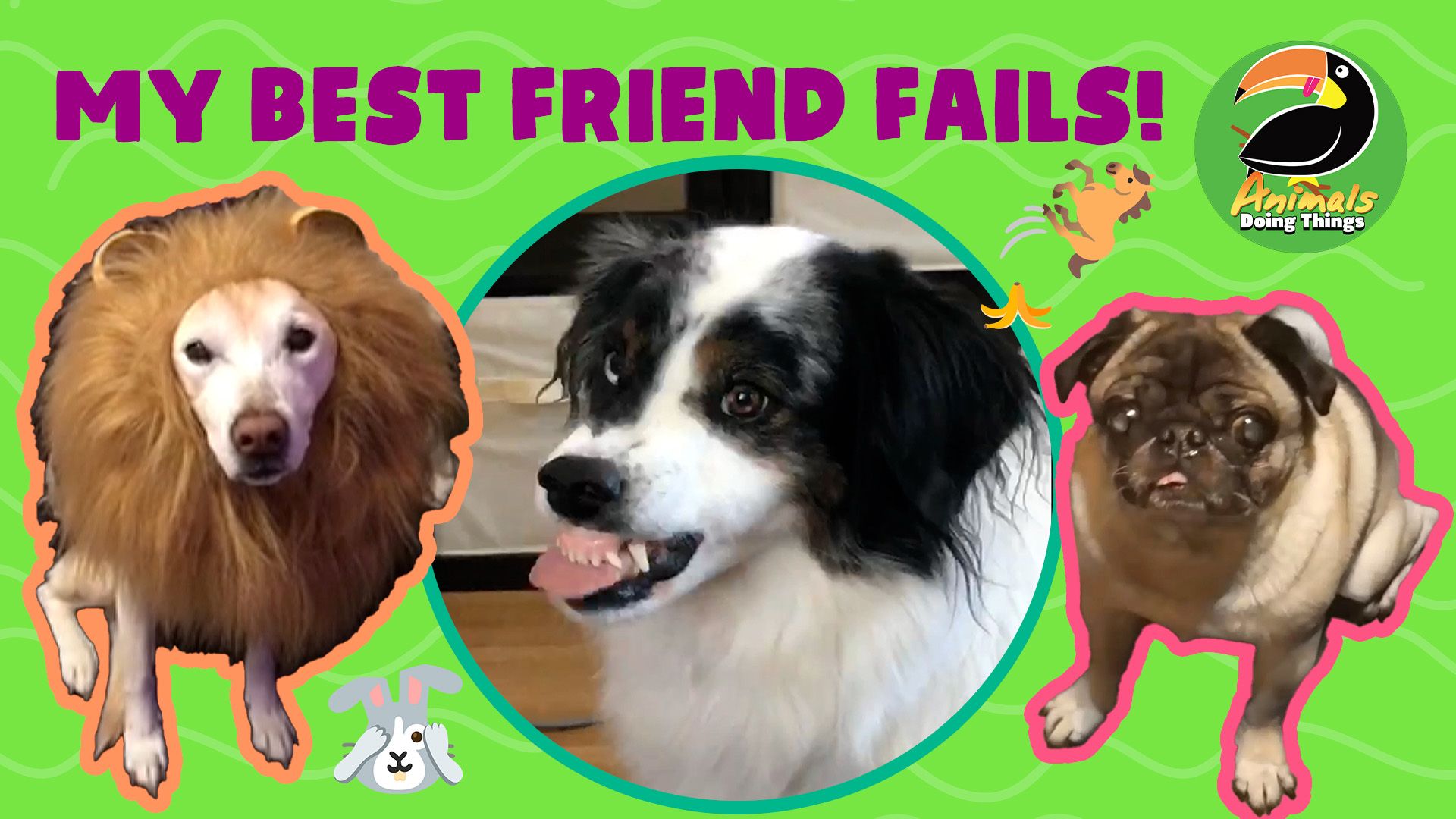 Animals Doing Things | My Best Friend Fails!