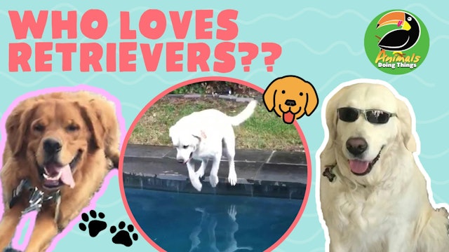 Animals Doing Things | Who Loves Retrievers??