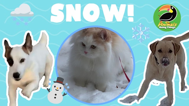 Animals Doing Things | SNOW!