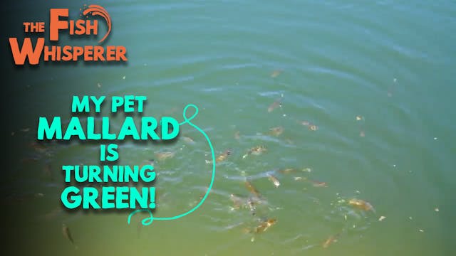 My Pet Mallard Duck is Turning Green!