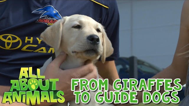 From Giraffes to Guide Dogs