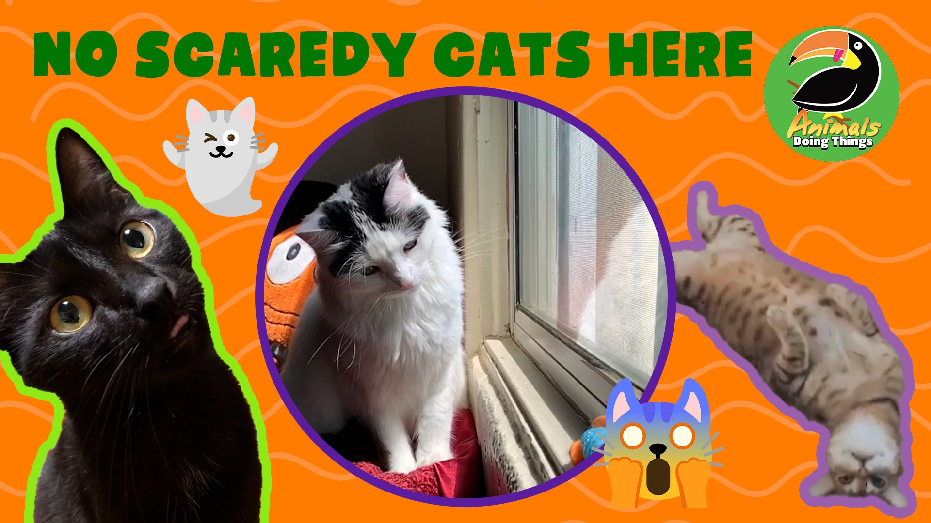 Animals Doing Things | No Scaredy Cats Here