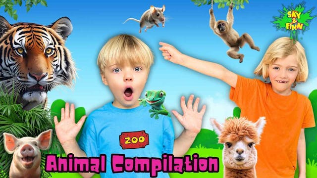 Animal Compilation