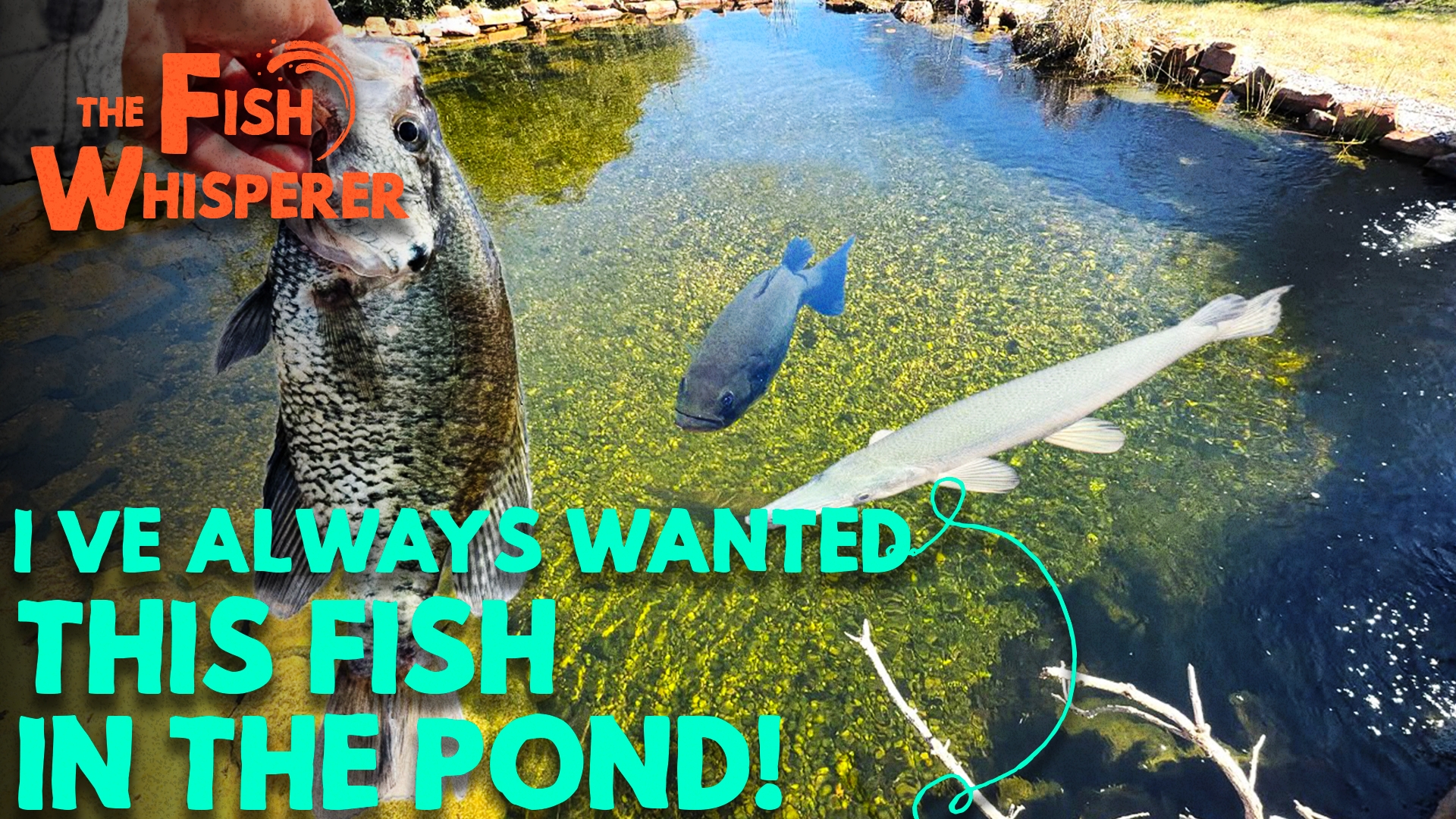 I've Always Wanted this Fish in the Pond!