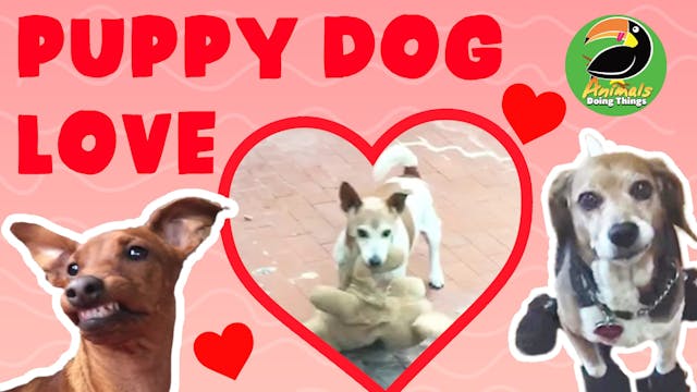 Animals Doing Things | Puppy Dog Love