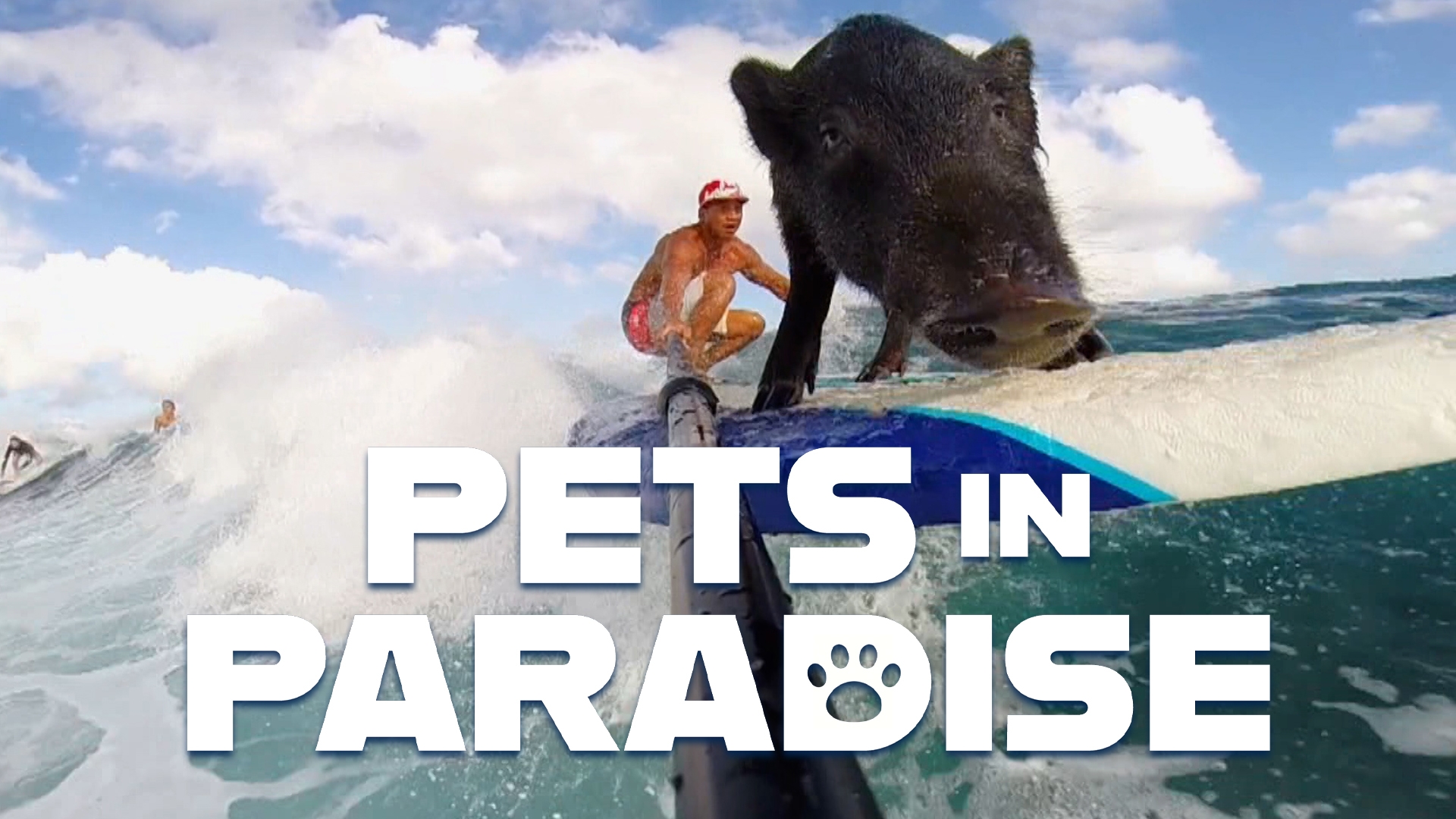 Surfing Pig