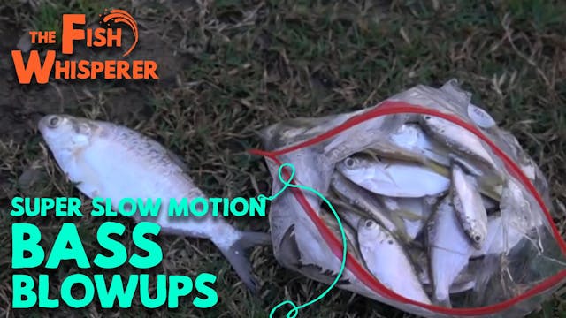 Super SLOW Motion Bass Blowups