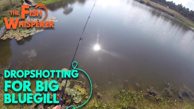 Dropshotting for Big Bluegill