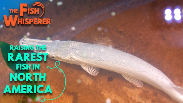 Raising The Rarest Fish in North Amer...
