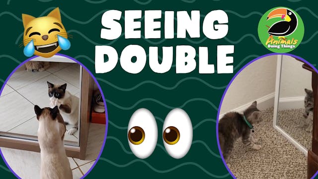 Animals Doing Things | Seeing Double 