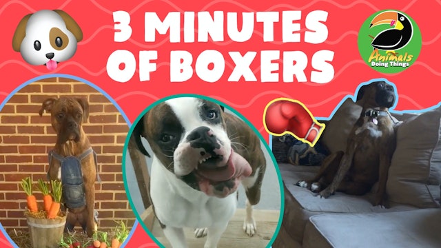 Animals Doing Things | 3 Minutes of Boxers
